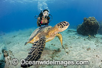 Scuba Diver and Green Sea Turtle Photo - David Fleetham