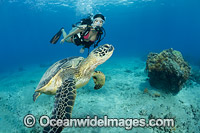 Diver and Green Sea Turtle Photo - David Fleetham
