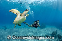Diver and Green Sea Turtle Photo - David Fleetham