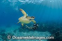 Diver and Green Sea Turtle Photo - David Fleetham