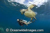 Scuba Diver and Green Sea Turtle Photo - David Fleetham