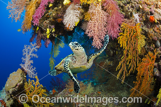 Hawksbill Sea Turtle Fiji photo Hawksbill Sea Turtle Fiji photo