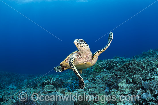 Hawksbill Sea Turtle Fiji photo Hawksbill Sea Turtle Fiji photo