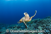 Hawksbill Sea Turtle Fiji Photo - David Fleetham