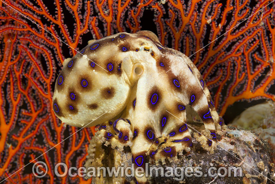 Greater Blue-ringed Octopus photo Greater Blue-ringed Octopus photo