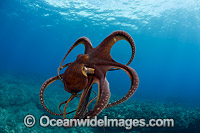 Day Octopus Octopus cyanea Photo - David Fleetham