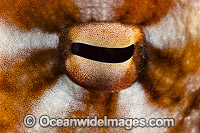 Day Octopus eye Photo - David Fleetham