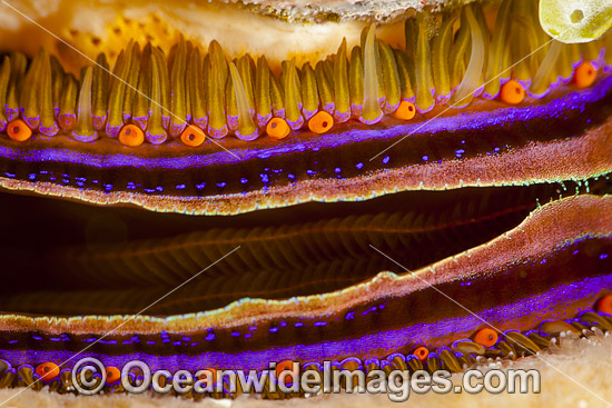 Scallop mantle photo