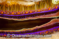 Scallop mantle Photo - David Fleetham