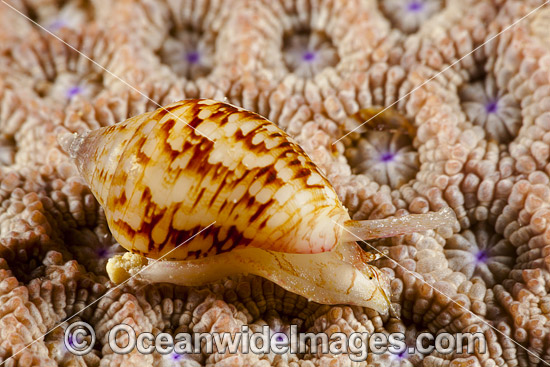 Topshell Alcyna sp. photo