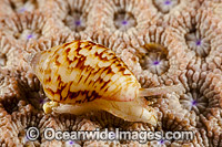 Topshell Alcyna sp. Photo - David Fleetham