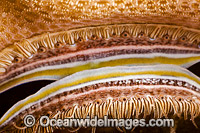 Scallop mantle Malaysia Photo - David Fleetham