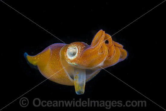 Bottletail Squid showing funnel photo Bottletail Squid showing funnel photo