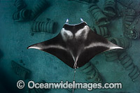 Manta Ray Fiji Photo - David Fleetham