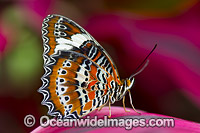Orange Lacewing Butterfly Photo - Gary Bell