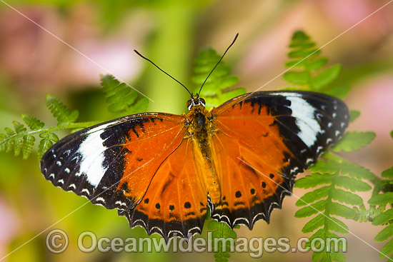 Orange Lacewing Butterfly photo