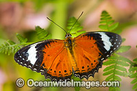Orange Lacewing Butterfly Photo - Gary Bell