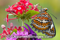 Orange Lacewing Butterfly Photo - Gary Bell