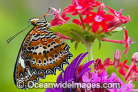 Orange Lacewing Butterfly Photo - Gary Bell
