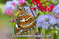 Orange Lacewing Butterfly on flower Photo - Gary Bell