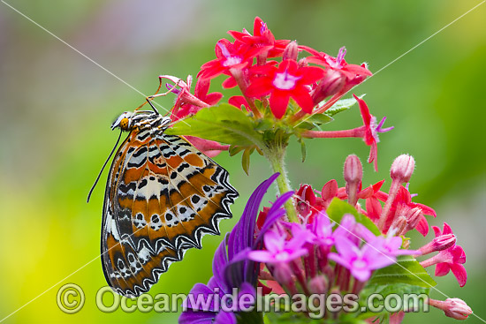 Orange Lacewing Butterfly photo