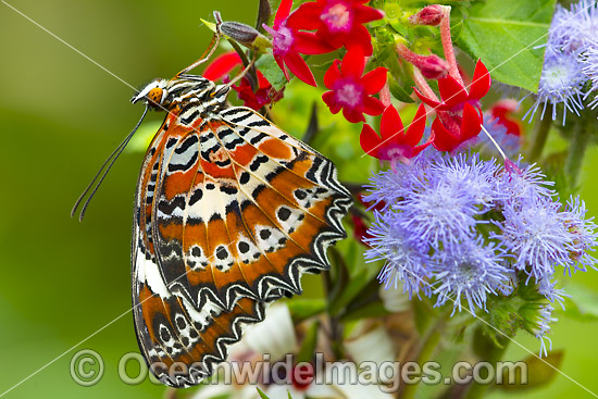 Orange Lacewing Butterfly on flower photo
