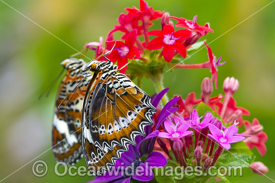 Orange Lacewing Butterfly photo