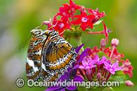 Orange Lacewing Butterfly Photo - Gary Bell