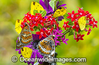 Orange Lacewing Butterfly and Grass-yellow Butterflies Photo - Gary Bell