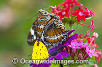 Orange Lacewing Butterfly and Grass-yellow Butterflies Photo - Gary Bell