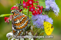 Orange Lacewing Butterfly and Grass-yellow Butterflies Photo - Gary Bell