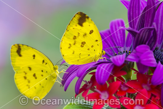 Large Grass-yellow Butterfly photo