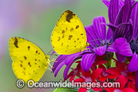 Large Grass-yellow Butterfly Photo - Gary Bell