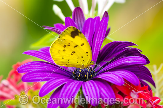 Large Grass-yellow Butterfly photo