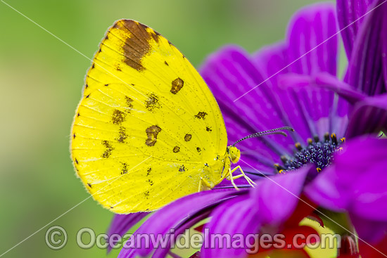 Large Grass-yellow Butterfly photo Large Grass-yellow Butterfly photo