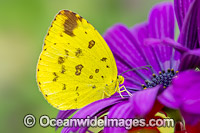 Large Grass-yellow Butterfly Photo - Gary Bell