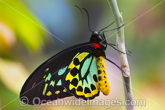 Cairns Birdwing Butterfly photo Cairns Birdwing Butterfly photo