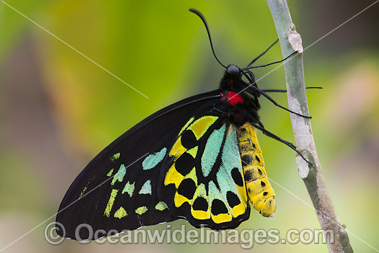 Cairns Birdwing Butterfly photo Cairns Birdwing Butterfly photo