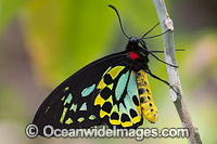 Cairns Birdwing Butterfly Photo - Gary Bell