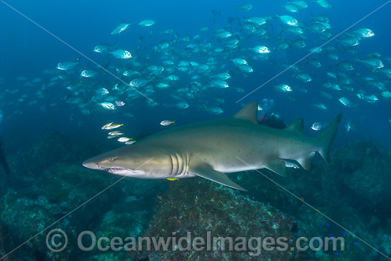 Grey Nurse Shark and fish photo Grey Nurse Shark and fish photo