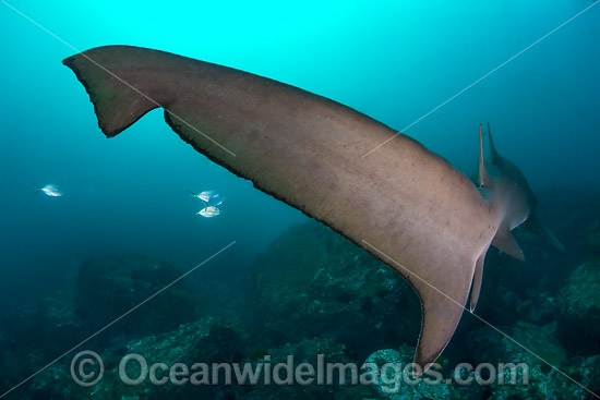 Grey Nurse Shark tail fin photo Grey Nurse Shark tail fin photo