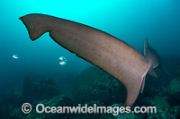 Grey Nurse Shark tail fin Photo - Gary Bell