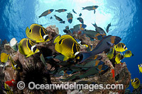 Coral Reef Hawaii Photo - David Fleetham