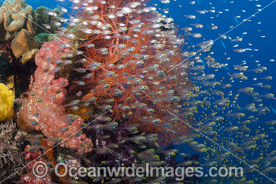 Coral Reef Indonesia photo