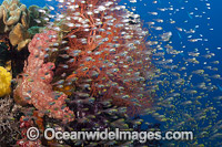 Coral Reef Indonesia Photo - David Fleetham