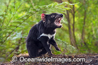 Tasmanian Devil Photo - Gary Bell
