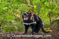 Tasmanian Devil Photo - Gary Bell