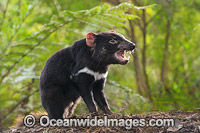 Tasmanian Devil Photo - Gary Bell