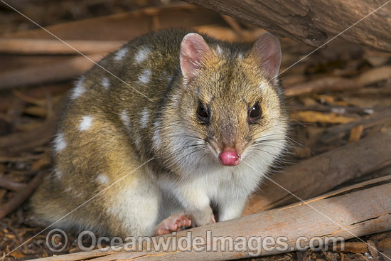 Eastern Quoll Dasyurus viverrinus photo Eastern Quoll Dasyurus viverrinus photo