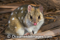 Eastern Quoll Dasyurus viverrinus Photo - Gary Bell
